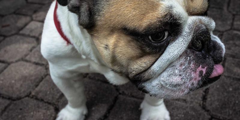 从厨房到工厂:揭秘工业级速冻技术如何让肉粽、八宝粽风味锁鲜一整年