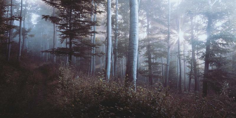 粽子进阶:从企业团购到八宝粽创新,解锁端午礼品新价值