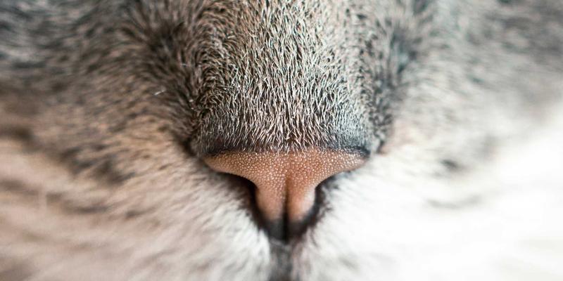 粽香飘南洋：越南与马来西亚华人的端午肉粽，藏着怎样的文化密码？