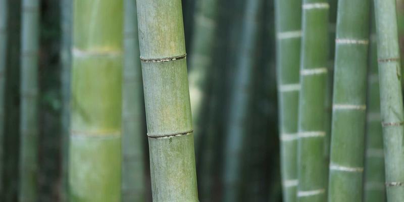 豆沙粽与肉粽:传统美食的双生花,揭秘南北粽子的文化密码
